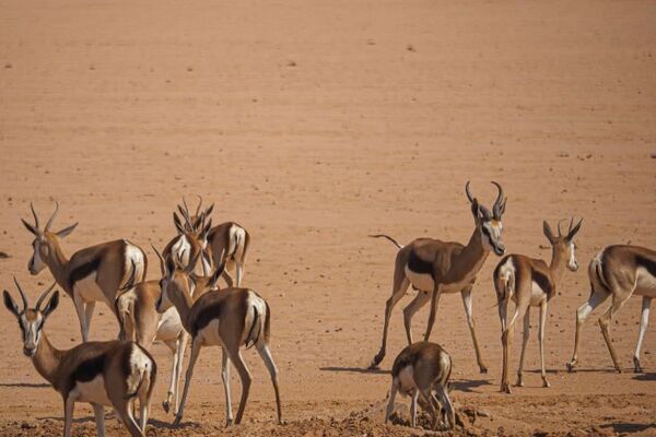 محمية الإمام سعود بن عبد العزيز: ثاني أكبر محمية مسيجة عالميًا