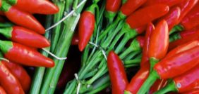أفضل الممارسات لزراعة الفلفل الحار عالي الجودة