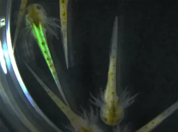 تجديد الأطراف: من الأبحاث العلمية إلى العلاجات المبتكرة