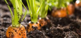 زراعة الجزر: نصائح وأفكار