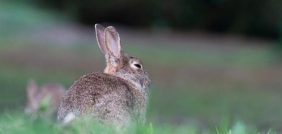 أسرار تفسير الأحلام: رؤية الأرنب وتأثيرها على حياتك