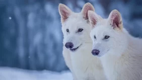 الذئب الرهيب: تفاصيل استنساخ أول حيوان منقرض