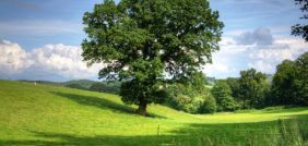 كل ما تود معرفته عن أهمية الأشجار