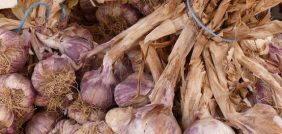 زراعة الثوم في السعودية: تحديات وحلول