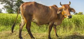 تفسير حلم الثور: كل التفاصيل حول رؤية الثور في المنام