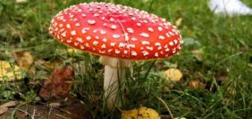 الفطريات الدعامية: انواعها واستخداماتها