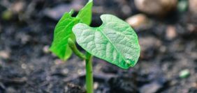 دليل المبتدئين لزراعة اللوبيا: زراعة سهلة ونتائج مضمونة