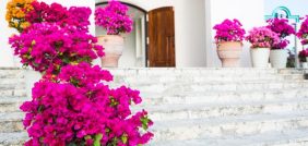 عالم الزهور: سحر الطبيعة في منزلك