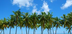 زراعة النخيل: استثمار مستدام للمستقبل