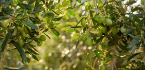 تحسين الصحة الجنسية بورق الزيتون: فوائد ونصائح