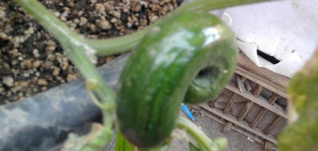 أفضل الممارسات في زراعة الخيار لضمان محصول وفير