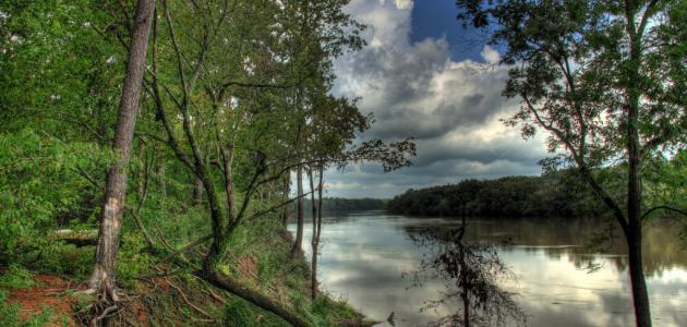 دليل المبتدئين في العناية بالأشجار: كل ما تحتاج معرفته