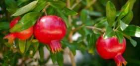 دليل شامل لزراعة الرمان: نصائح وأساليب للحصول على أفضل محصول