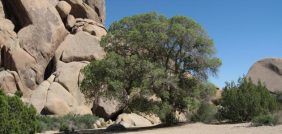 شجرة البلوط: فوائد اقتصادية وبيئية