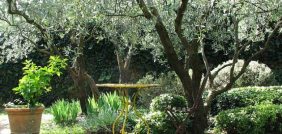 شجرة الزيتون: من التغذية إلى التدفئة.. فوائد شاملة