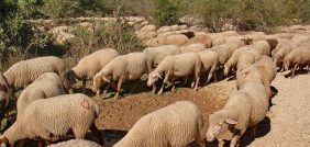 الرعي الجائر: نظرة شاملة على الأنواع والحلول المقترحة