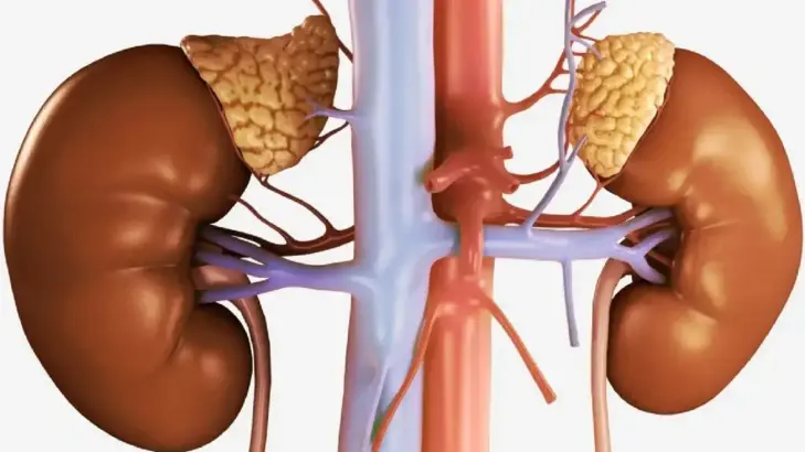 كل ما يهمك عن اضطرابات الغدة الكظرية وأحدث طرق علاجها
