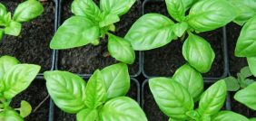 من البذور إلى الحصاد: دليل زراعة الريحان المتكامل