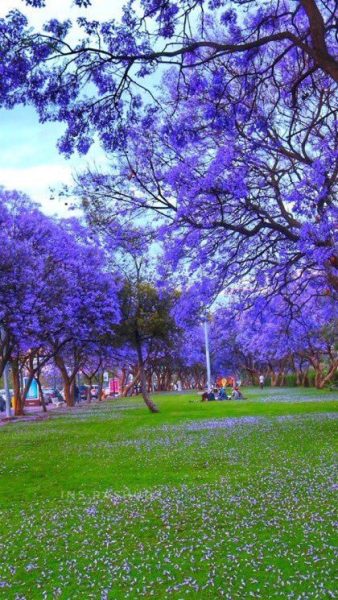 أبهـا تتنفس الجمال: أشجار الجاكرندا تزين المدينة