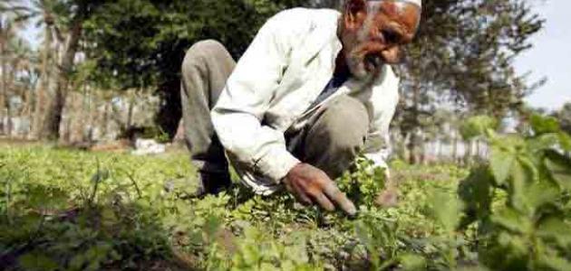 الفلاحة في رؤية 2030: نحو قطاع زراعي مستدام