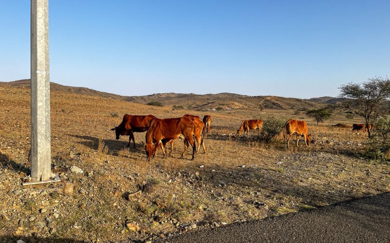 كيف تنجح في تربية المواشي في السعودية؟
