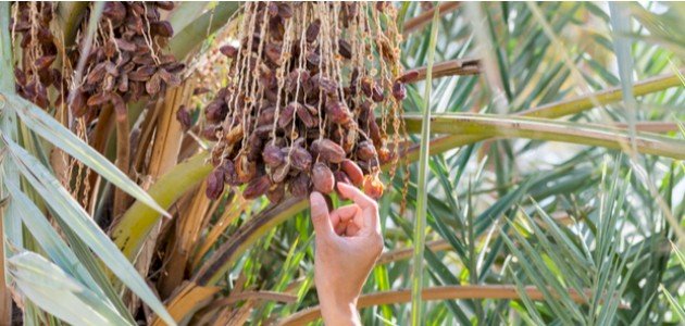 ماذا يكشف تفسير الأحلام عن رؤيتك للبلح في المنام؟