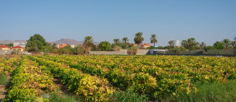 الزراعة الذكية في الرياض: شراكة بين الابتكار والاستدامة