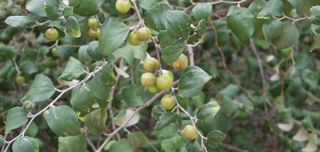 نبات السدر: استخدامات وفوائد قد تغير حياتك