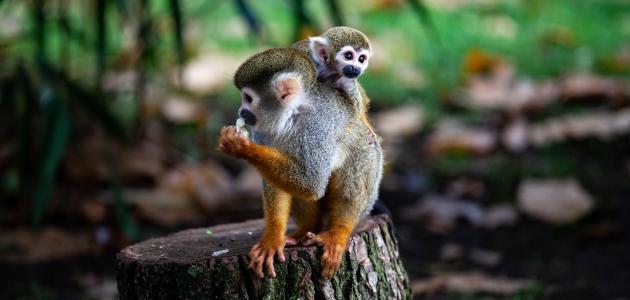 لماذا التنوع البيولوجي في الغابات الاستوائية مهم جداً؟