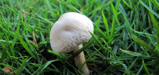 الفطر الهندي: كيف تحضر وتستخدم هذا المشروب الصحي في المنزل