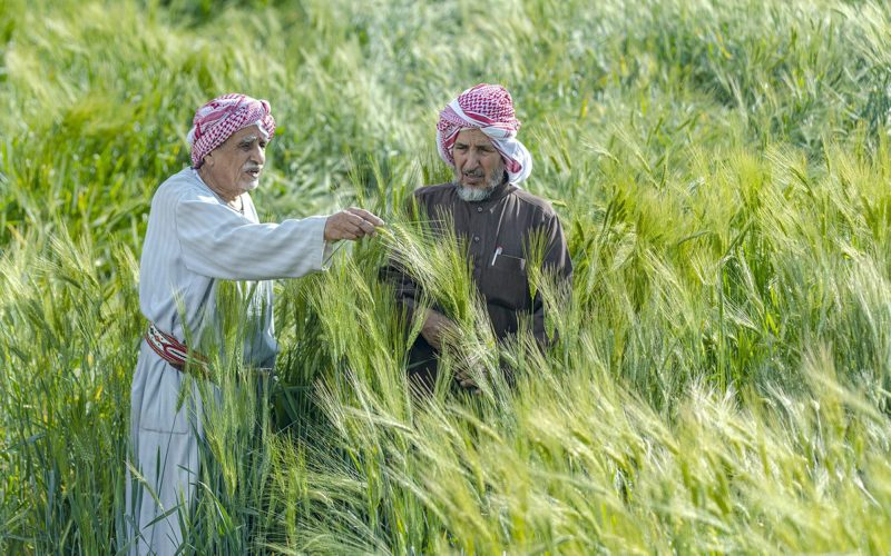 تطورات إنتاج القمح في السعودية وأثره على الاقتصاد