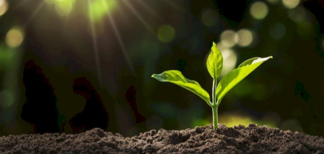 الأهمية البيئية للتفاعلات الكيميائية في النباتات