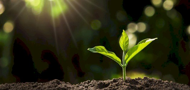 اكتشف الأسرار: أهمية الجذور والسيقان في عالم النبات