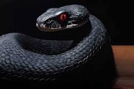 الحكمة من رؤية الأفاعي: تفسير رؤية الأفاعي في المنام