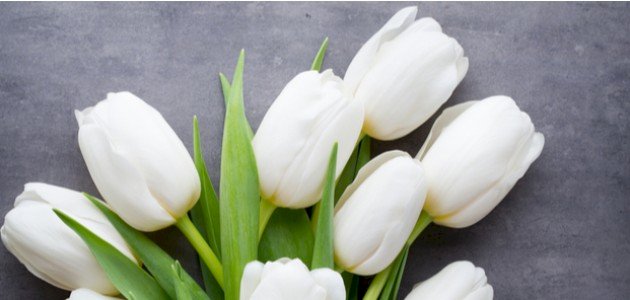 زهرة التوليب البيضاء: لمسة من الأناقة في ديكور منزلك
