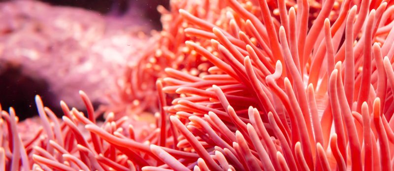 أسرار الشعب المرجانية: حقائق لا تعرفها عن الحياة البحرية