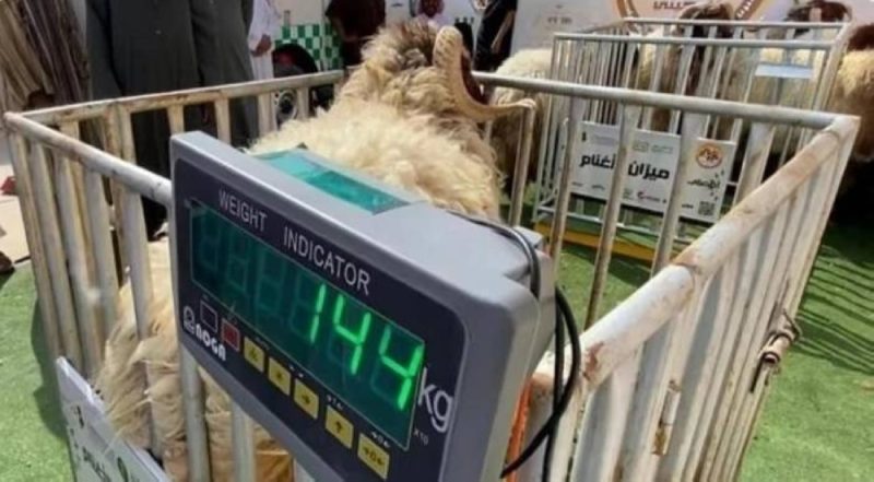 موازين المواشي: الرقابة والتفتيش لضمان الالتزام بالمعايير