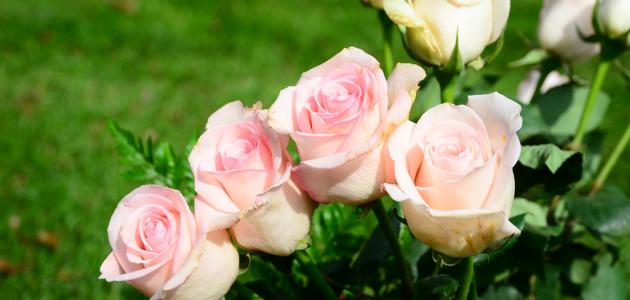 العناية بالورود المقطوفة: أحدث الأساليب والتقنيات