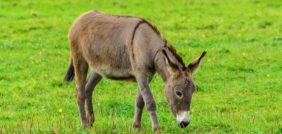 تفسير الأحلام: رؤية الحمار وتأثيرها على حياتك