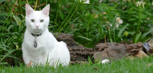 دليلك إلى تفسير الأحلام: ماذا تعني رؤية القطط؟