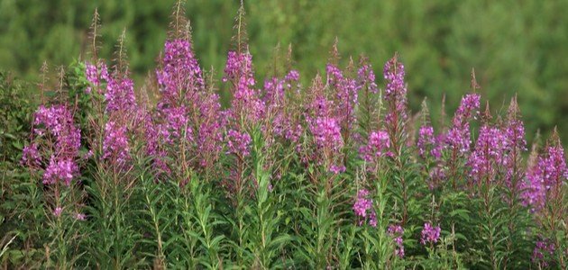 تطبيقات عملية في علم تصنيف النبات: دراسات حالة