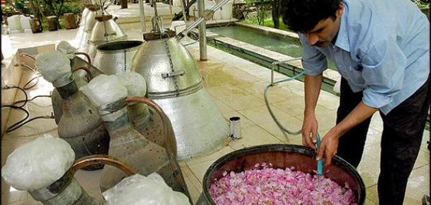 استكشف عالم استخلاص الزيوت الأساسية: دليل المبتدئين
