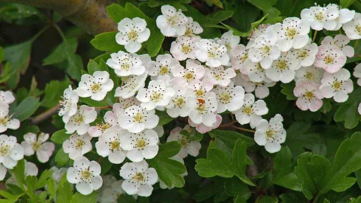 الزعرور: فوائد غذائية وعلاجية لتحسين صحة الجسم