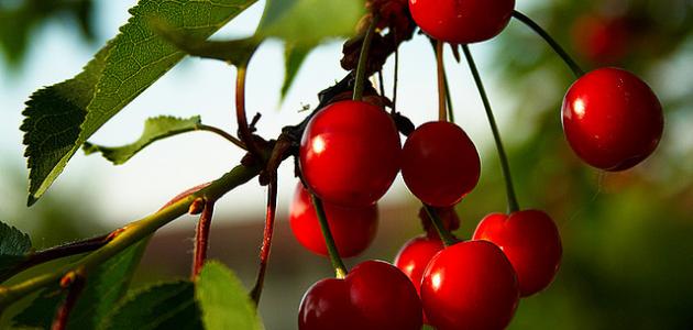 أفضل الممارسات لزراعة الكرز لتحقيق أقصى إنتاجية