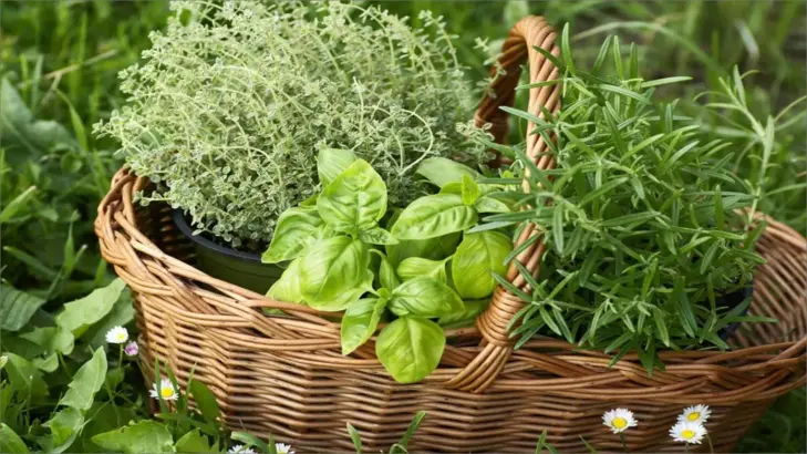 عشبة المدينة: فوائدها المتعددة وكيفية استخدامها بشكل آمن