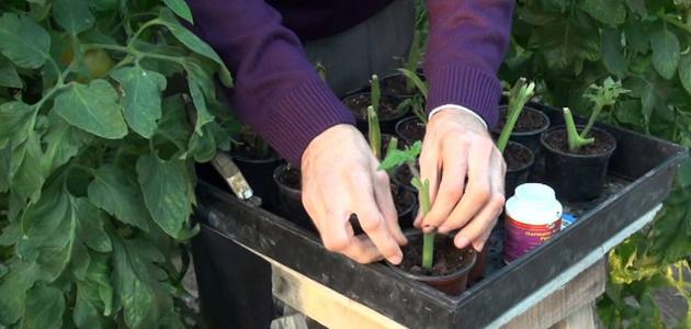 زراعة الطماطم: دليل مبسط لإنتاج وفير في حديقتك