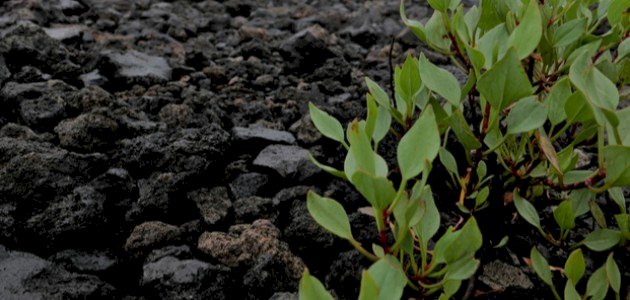 التربة البركانية: من الخصوبة الزراعية إلى الطاقة الحرارية