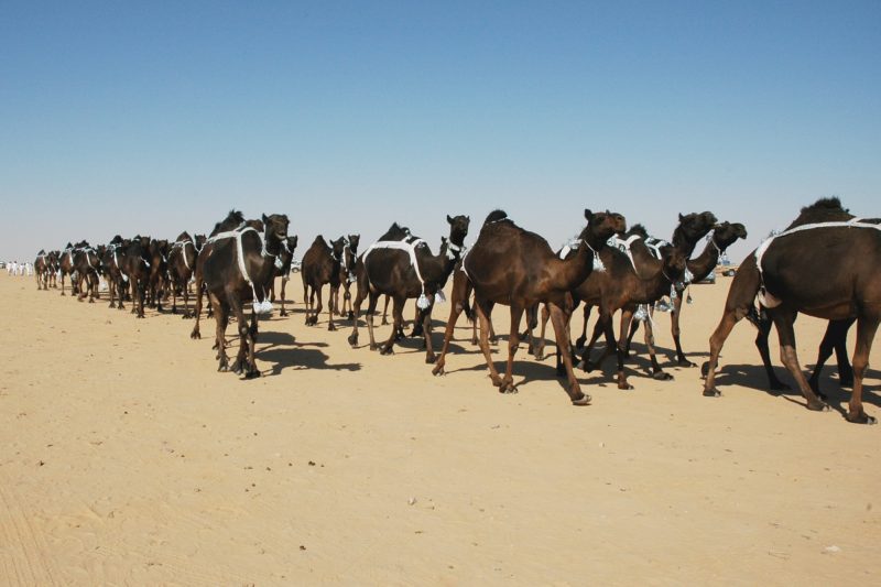 مستقبل تجارة الإبل في السعودية: تحديات وفرص