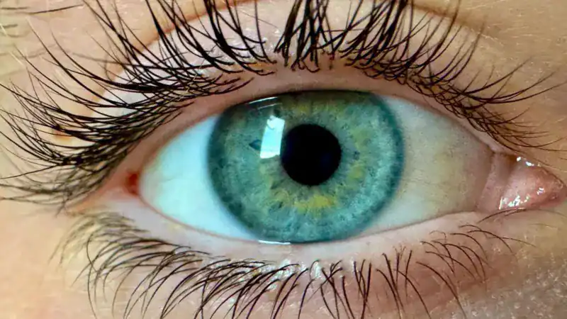 اكتشاف لون جديد: دليل على مرونة وتطور الإدراك الحسي