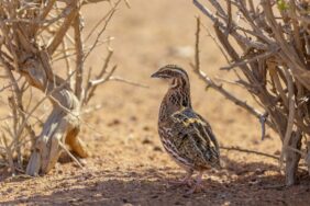تعرف على تنظيم الصيد في السعودية ودور المركز الوطني للحياة الفطرية